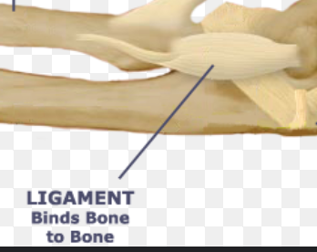 <p><strong>Ligaments</strong></p>