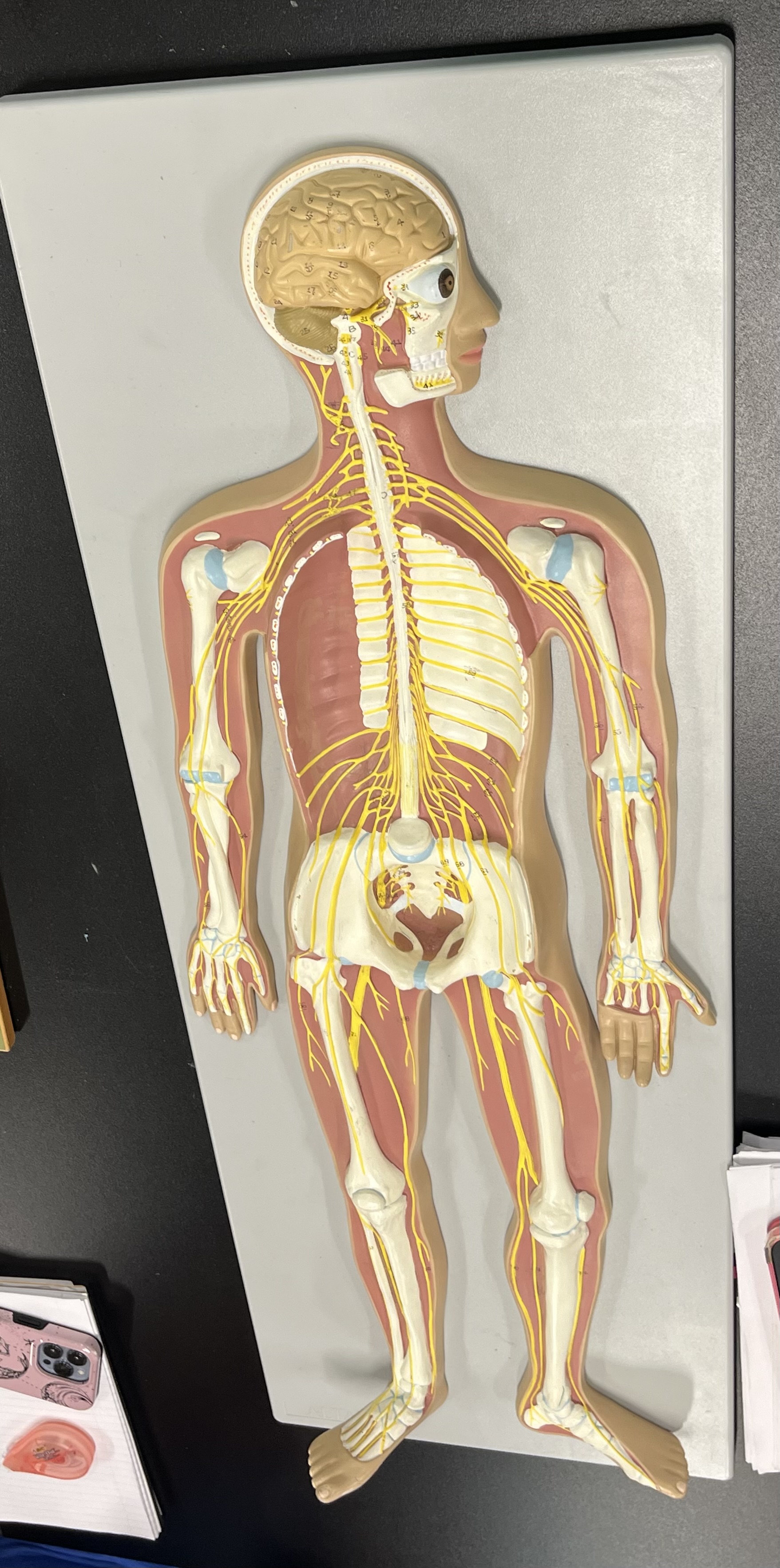 <p>lumbar plexus – femoral nerve</p>