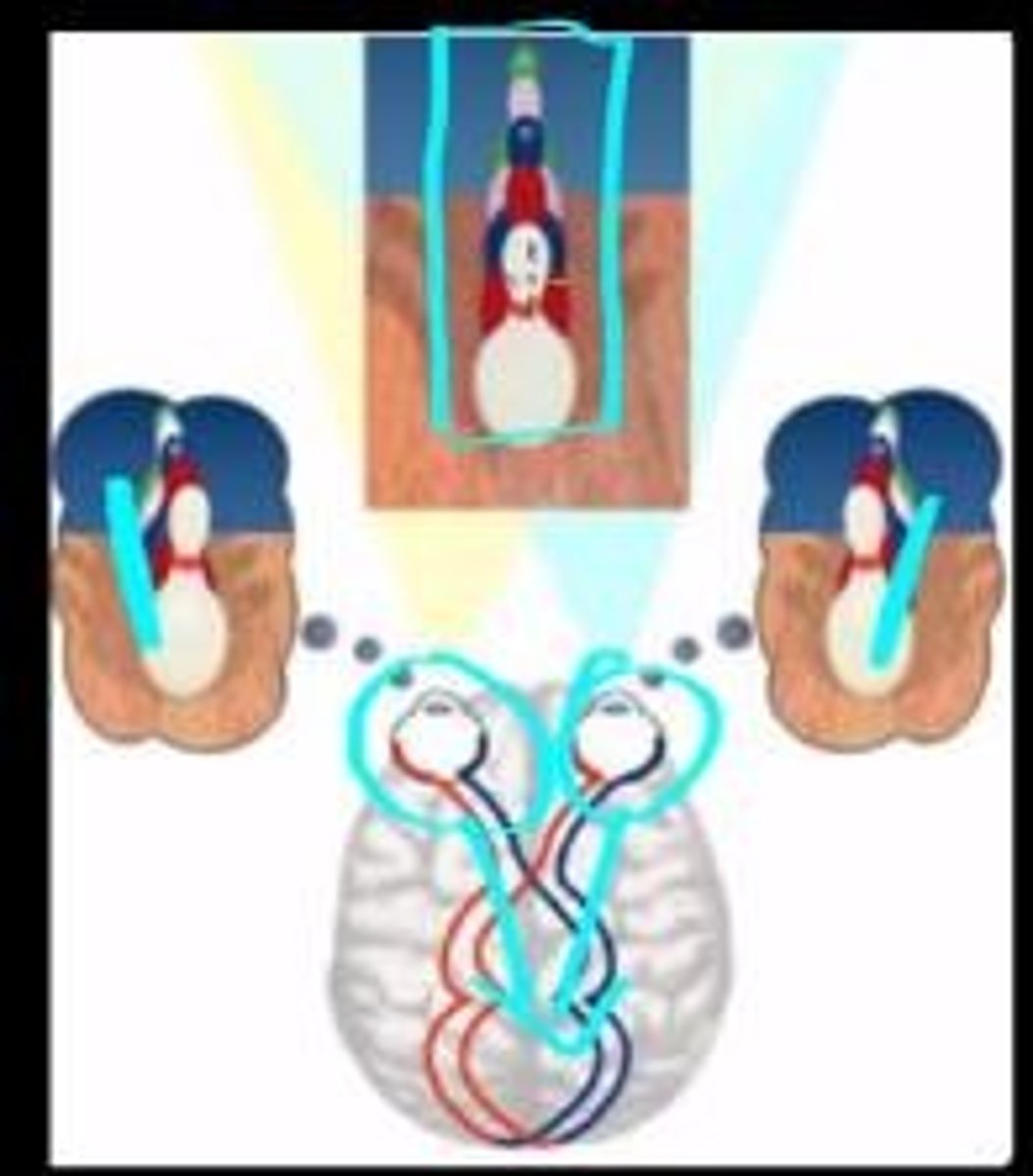 <p>The process by which light is converted into electrical signals in the photoreceptors of the retina.</p>
