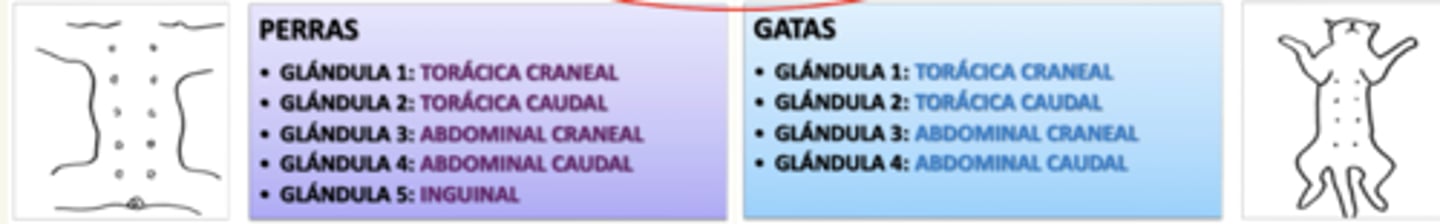 <p>perra: 5 pares</p><p>gata: 4 pares</p>