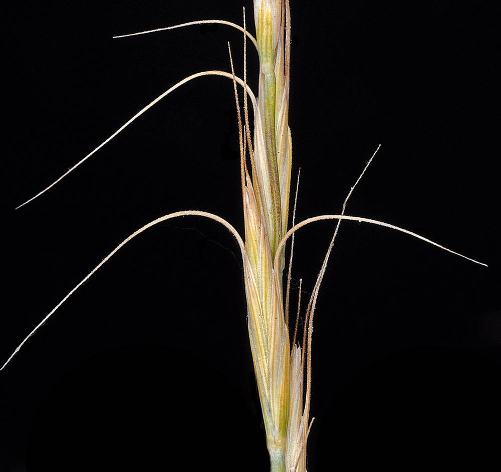 <p>What is this plant’s scientific name?</p>