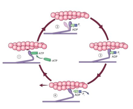 <ul><li><p>Immunochemistry</p></li><li><p>each fibre has <strong>a specific myosin isoform</strong></p></li><li><p><strong>ATPase activity</strong></p></li><li><p>fibres have specific metabolic profiles</p></li></ul><p></p>