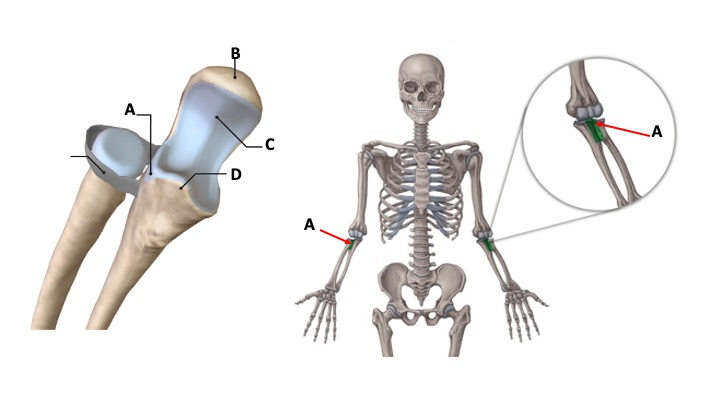 <p>What structure is highlighted in green?</p>