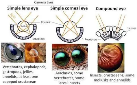 <p>False!</p><p>Simple is better than nothing, but complex can sometimes be less efficient or effective. </p><p>(Ex. eye structures of a jellyfish vs cephalopods vs insects vs vertebrates)</p>