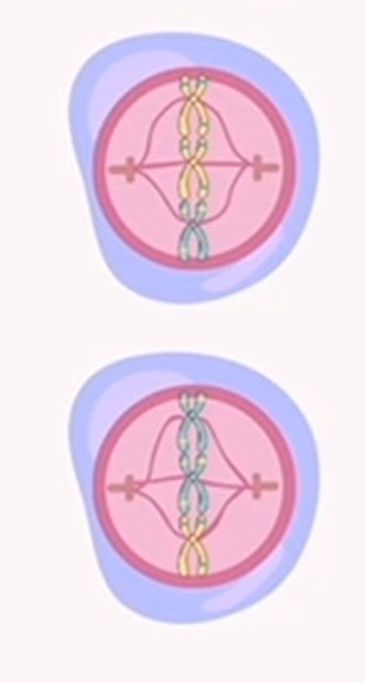 <p>meiosis: metaphase 2</p>