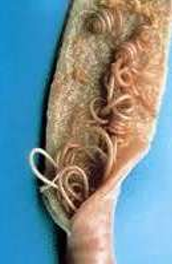 <ol><li><p>SN</p></li><li><p>PS</p></li><li><p>DH</p></li><li><p>CN </p></li></ol><p></p>