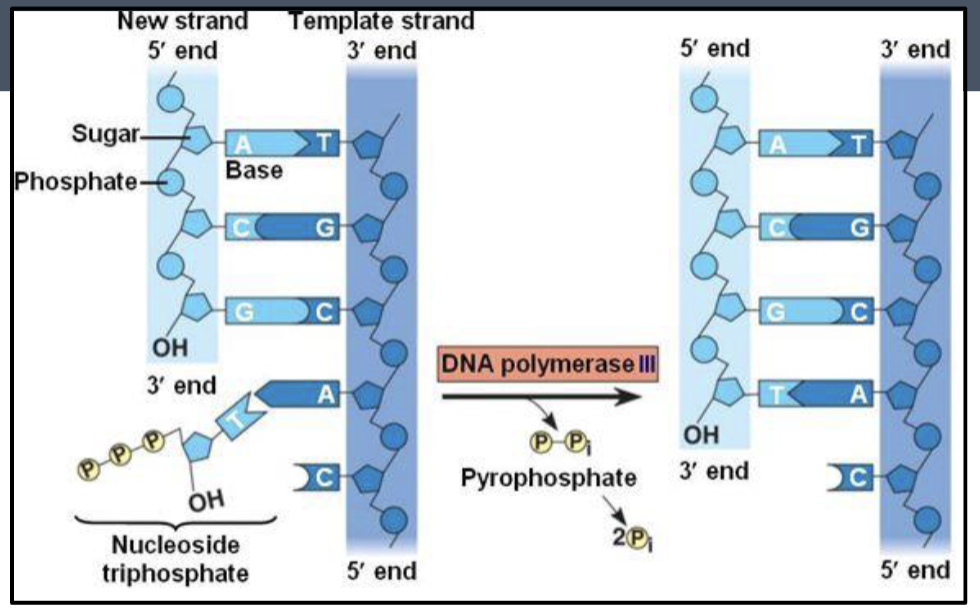 <p>DNA polymerase</p>