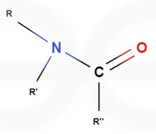 <p>What are the different possible hydrogen bonding locations within an amide?</p>