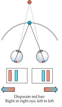 <p>the sign of disparity created by objects behind the plane of fixation (horopter)</p><p>used because images of objects located behind the horopter will appear to be displaced to the right in the right eye and to the left in the left eye </p>