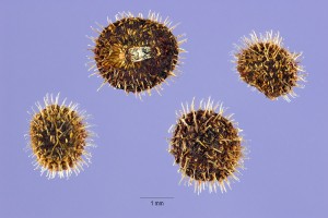 Galium aparine
