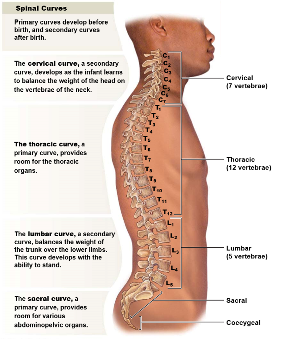 <p>From a lateral view, there are four curvatures in the vertebral column:</p><ul><li><p>Two primary curvatures present from birth: the thoracic curvature and the sacral curvature</p></li><li><p>Two secondary curvatures that develop later: the cervical curvature and the lumbar curvature.</p></li></ul>