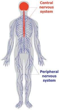 <p>Made up of nerves and branches that enter and leave the spinal cord and brain stem</p><ul><li><p>Sensory neurons = carry response to CNS</p></li><li><p>Motor neurons = carry response information to muscles</p></li></ul><p></p>