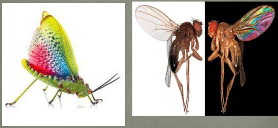 <p>Identify which behavioral response is shown</p>