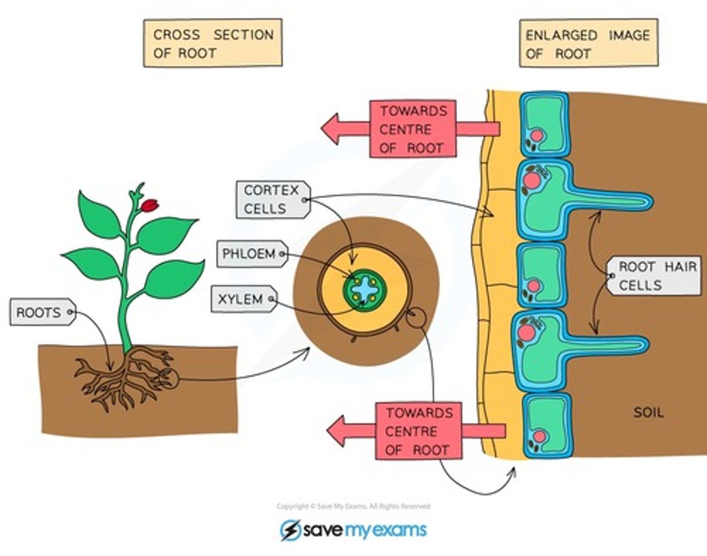 <p>root hair cell → root cortex cells → xylem → leaf mesophyll cells</p><p>- Water moves by osmosis into the root hair cells through the root cortex &gt; into the xylem vessels.</p><p>- Once water gets into xylem, its carried up to the leaves where it enters mesophyll cells</p>
