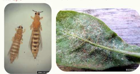 <p>Common name:</p><p>Scientific name:</p><p>Damage:</p>