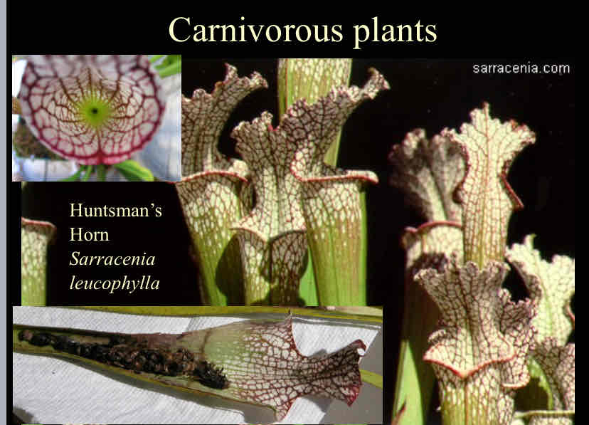 <p>Carnivorous Plants</p>