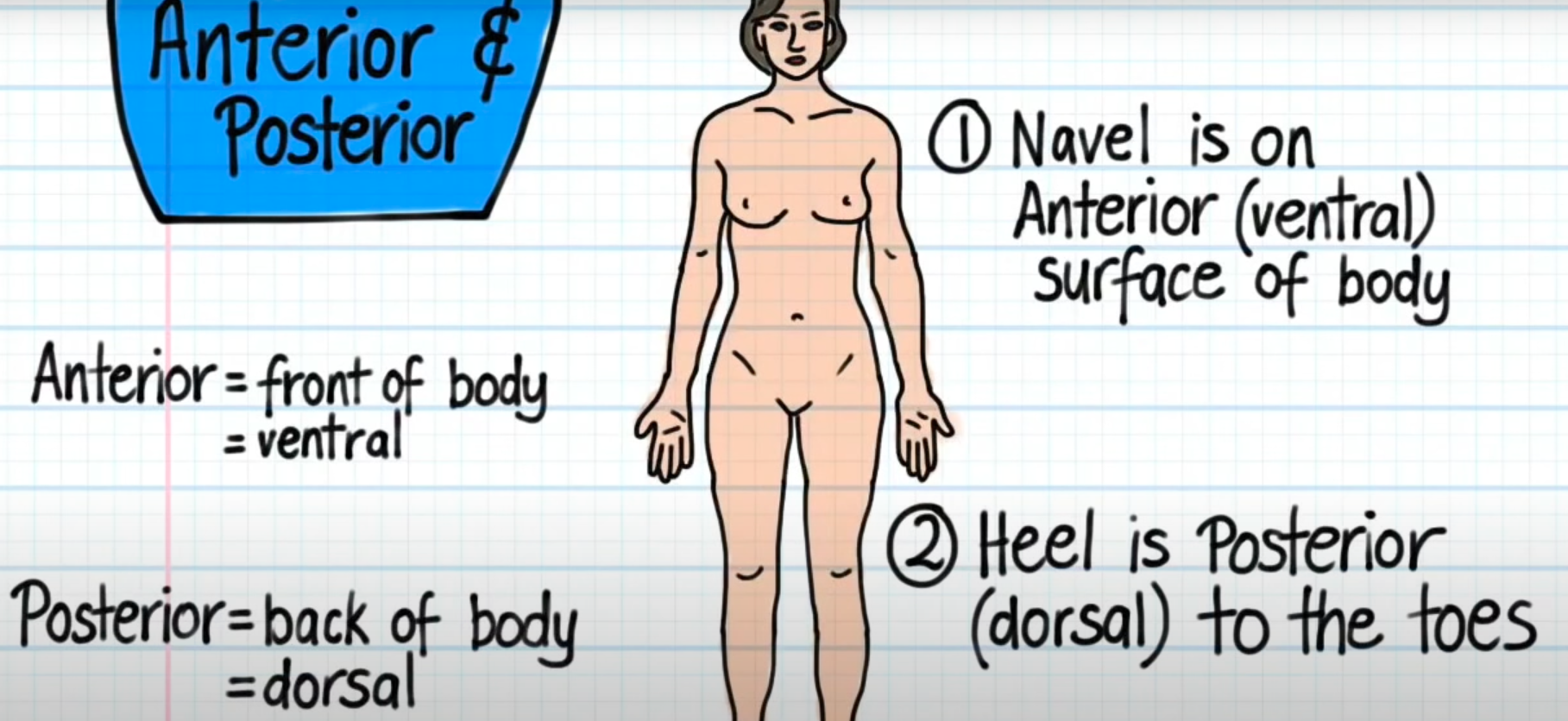 <p>Front of the body</p><p></p><p>Example: Belly button is on anterior (ventral) surface of body</p>