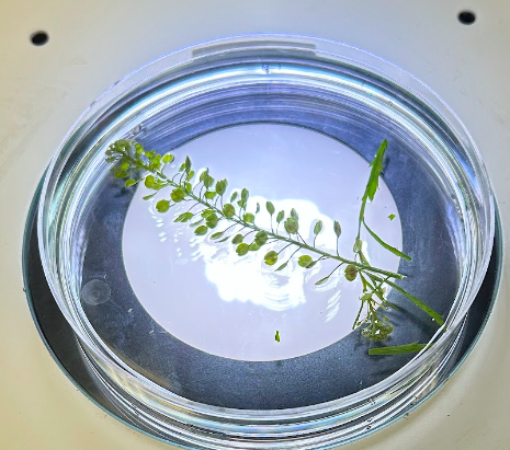 <p>Brassicaceae</p><p><em>Lepedium</em></p>