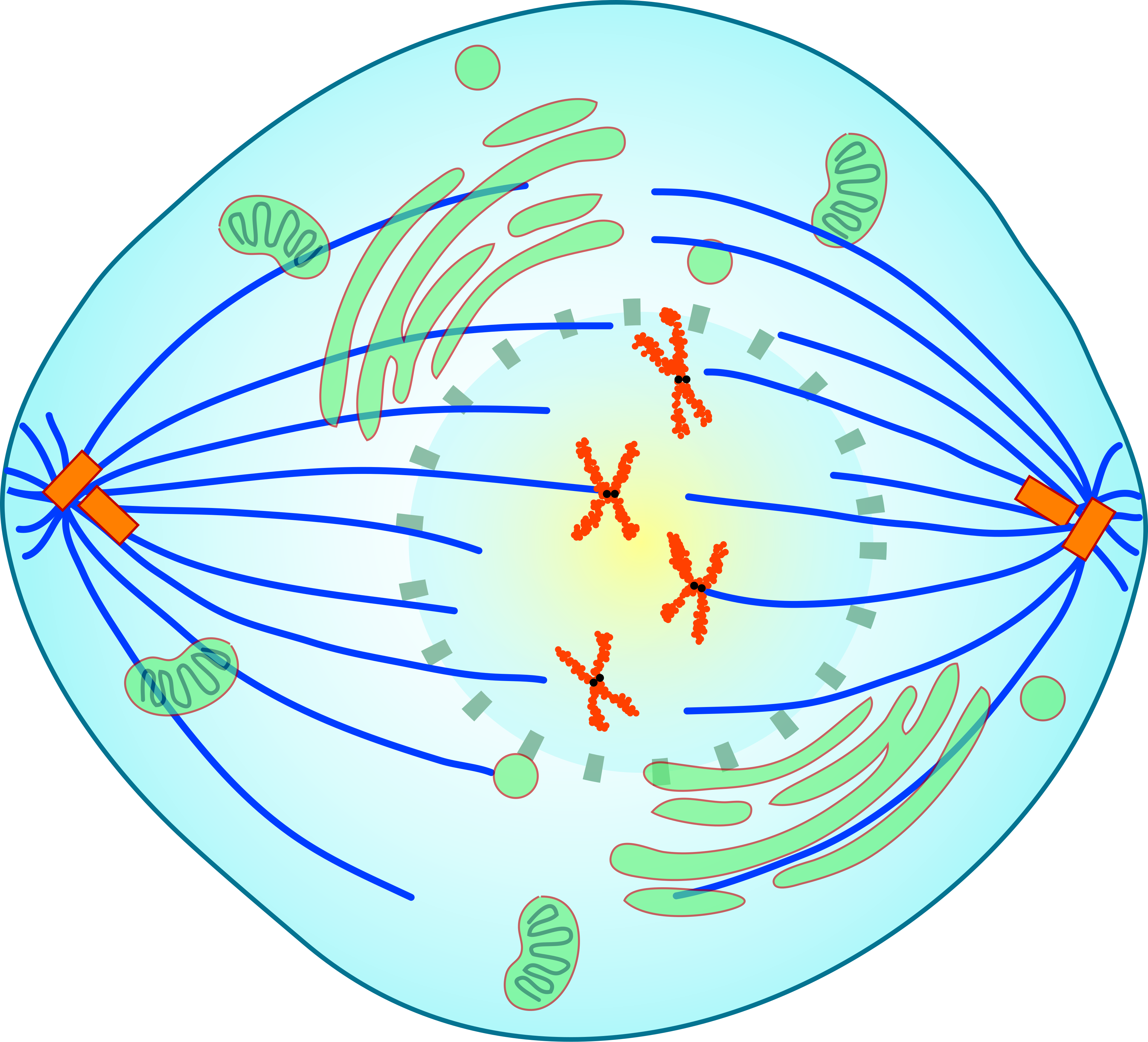 <p>nuclear envelope fragments, microtubules enter nuclear area and some attach to kinetochores</p>