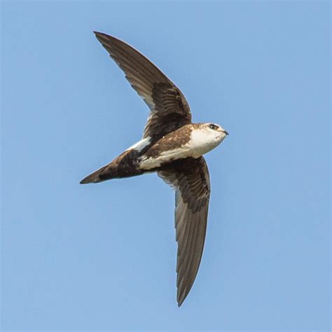 Long wings, pointed thin tail, white throat/belly, tiny beak. Males and females similar
