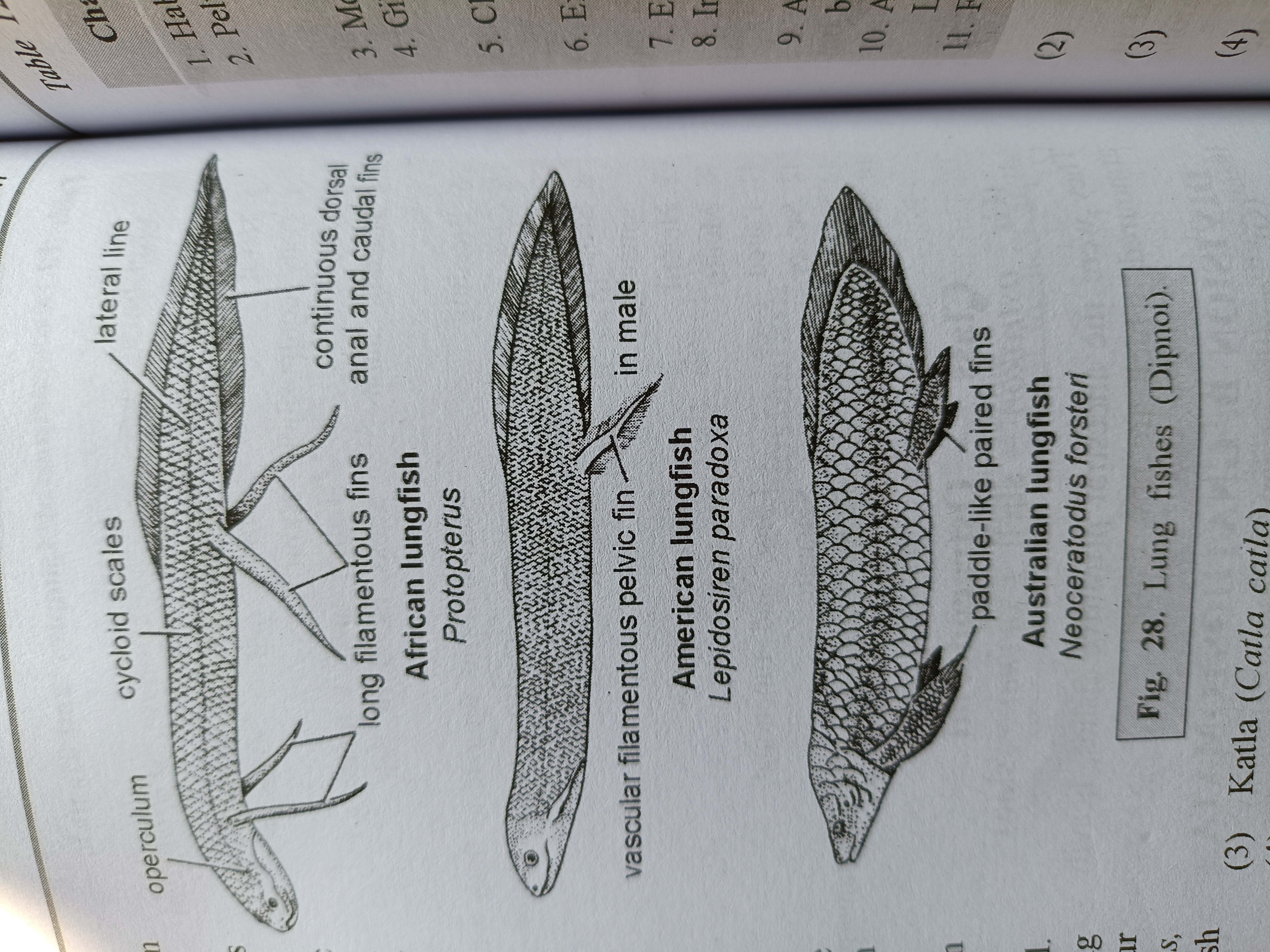 <p>=lungfish=</p><p>-elongate body</p><p>-large cycloid scales</p><p>-fins long and filamentous</p>