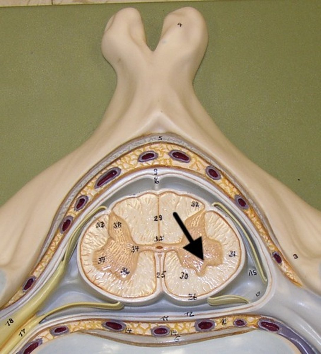 <p>- Includes cerebral cortex, basal ganglia, and limbic system</p>