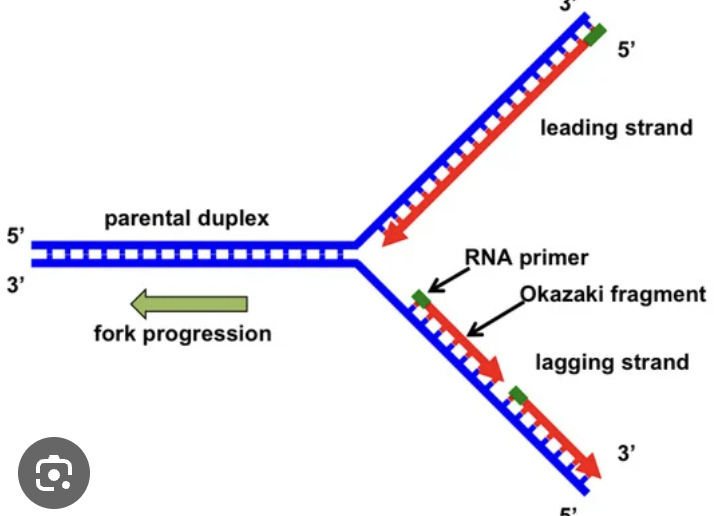 <p>a very active area where DNA replication processes take place</p>