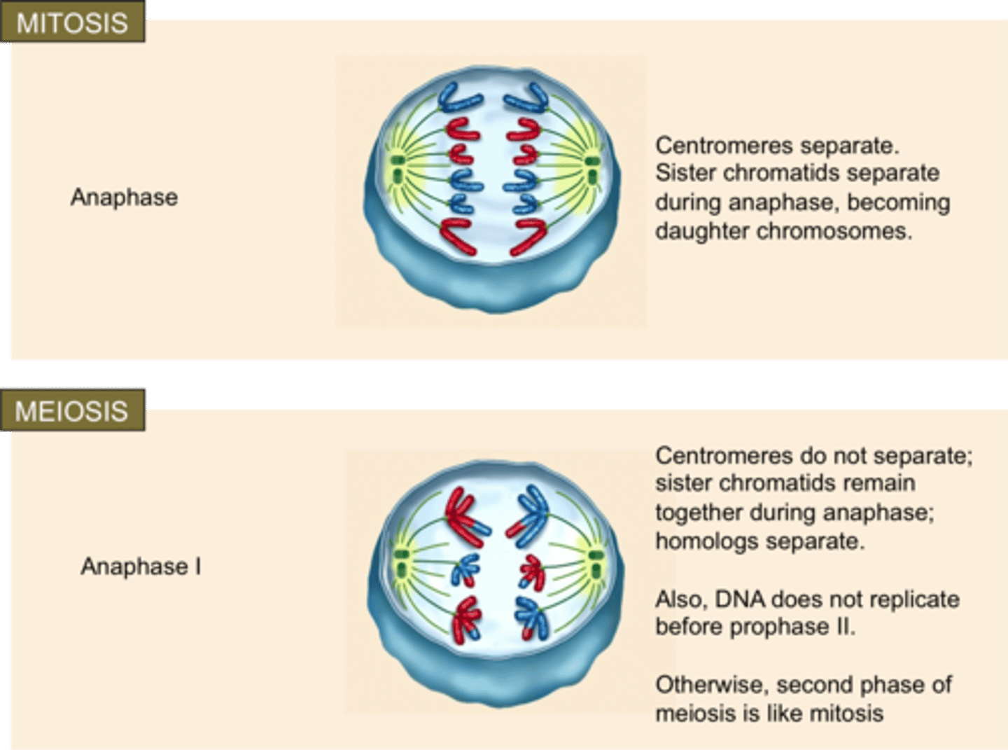 <p>Anaphase I (Meiosis)</p>