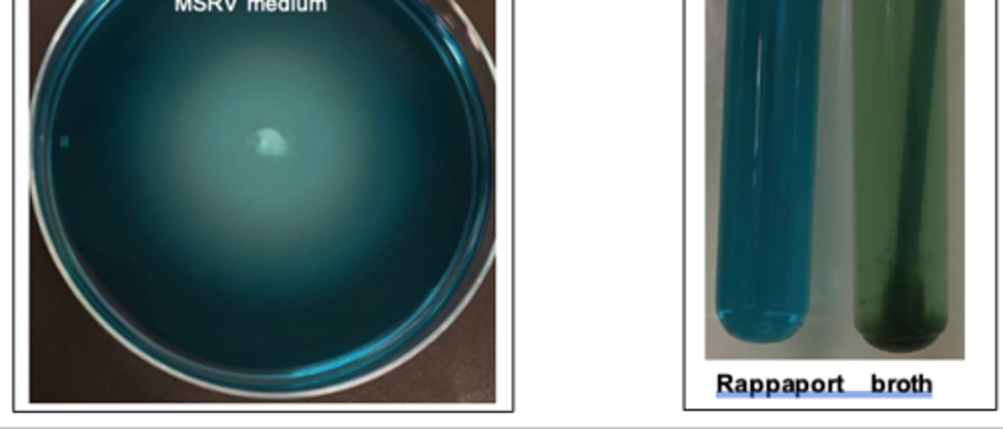 <p>Selective enrichment isolation of _____*bacteria_______ from feces of an adult horse with diarrhoea using Rappaport brothand MSRV medium. MSRV is a soft semi-solid ___*bacteria___ selective agar which allows motile Salmonella bacteria to swim across it.</p>