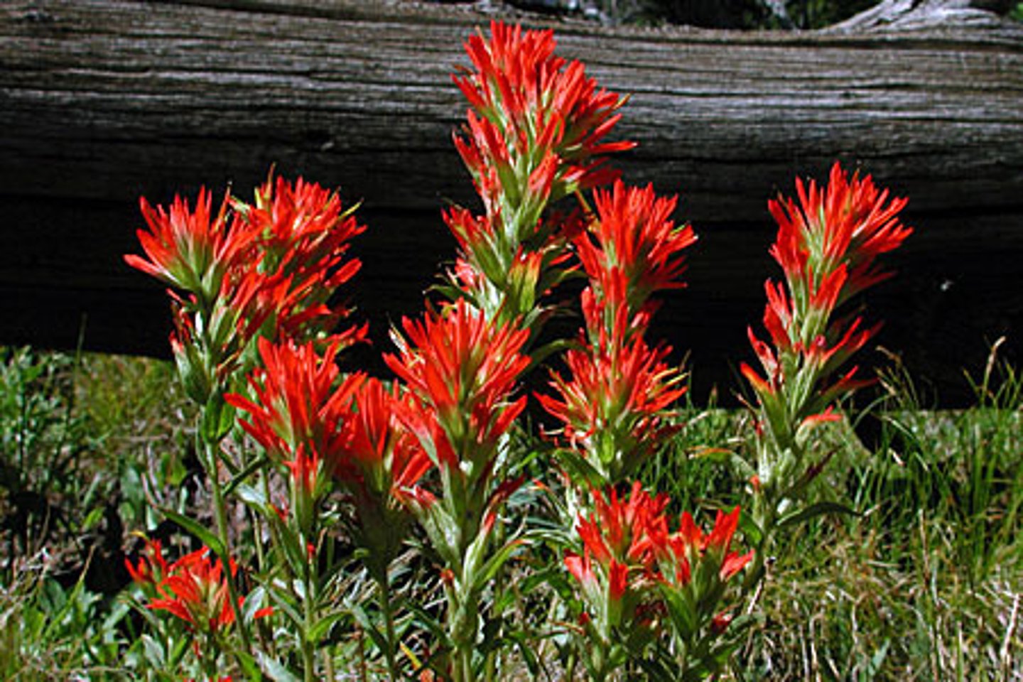 <p>hemiparasite</p><p>Leaves: linear, pinnately divided, opp/alt</p><p>Flower: bilat, reduced flowers (colorful part not flower --> Bracts)</p><p>Capsule Fruit</p>