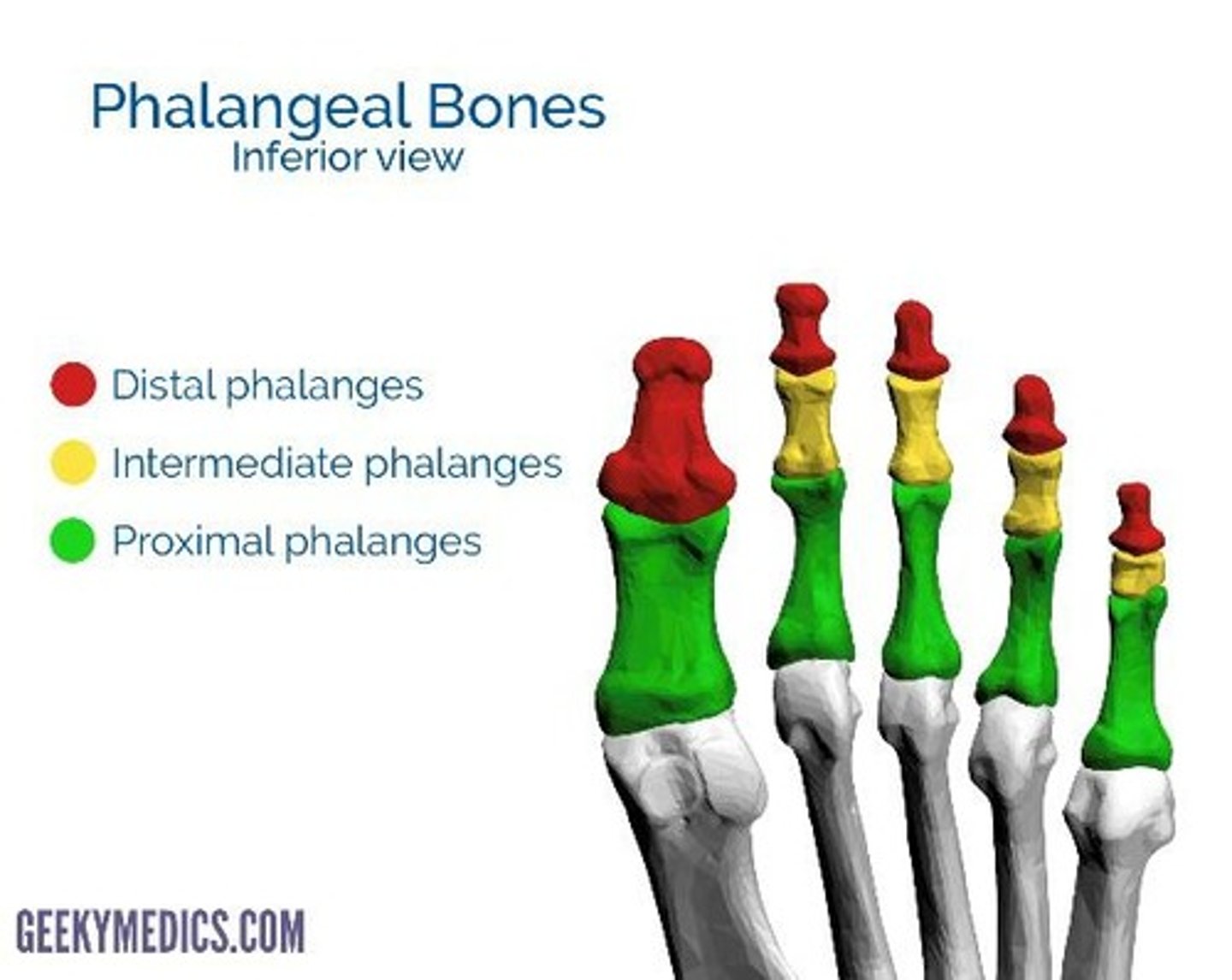 <p>They are the part of the phalanges that are closest to the heel. Located between the metatarsals and the middle phalanges. They allows flexion and extension of the toes to occur.</p>