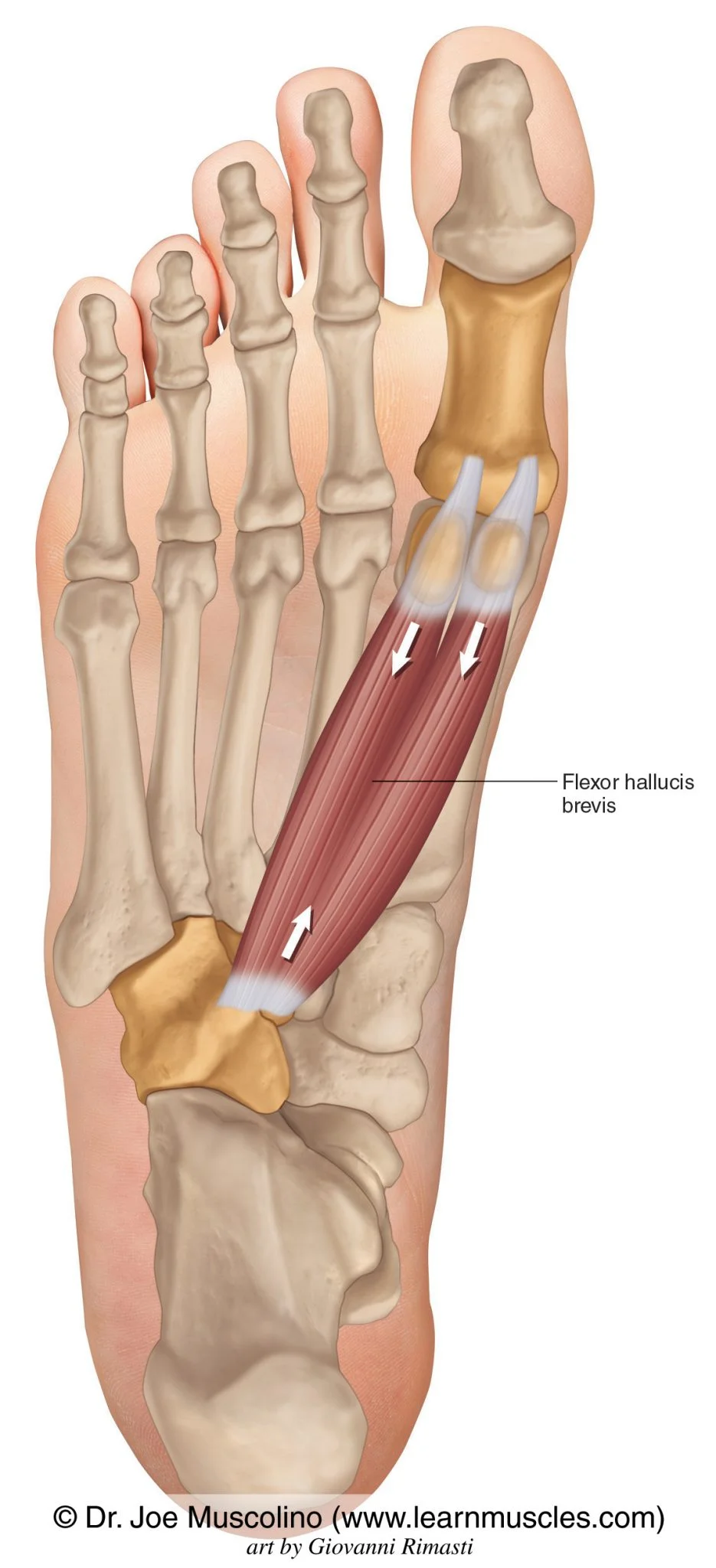 <p>Flexor hallucis Brevis Insertion</p>