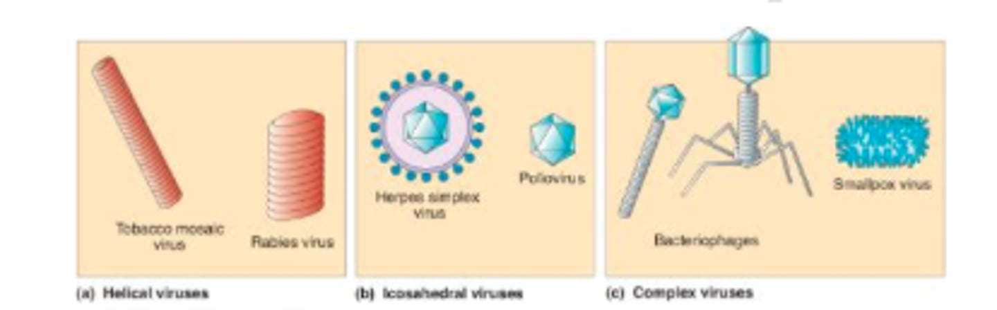 <p>Icosahedron</p><p>Helical</p><p>Spherical</p><p>Round</p>
