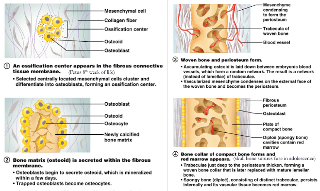 - forms flat bones: bones of skull, clavicles and the maxilla and mandible
- begins as sheet of fibrous connective tissue