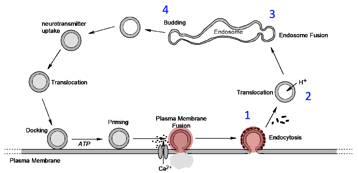 <p>SVs are endocytosed (1, 2), fuse with the endosome (3) , and ultimately pinched off to form a new vesicle (4).</p>