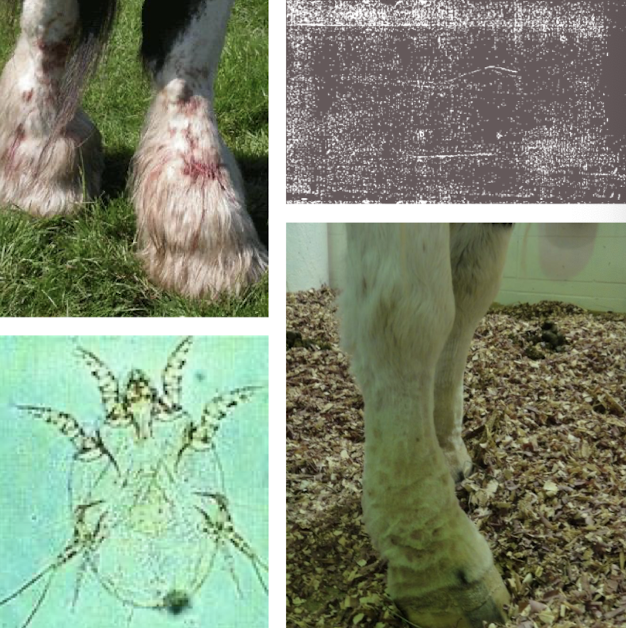 <p><em>Chorioptes bovis</em> lives on feathered limbs, survives off host. Causes intense itching, erythema, crusting, lichenification. <strong>Diagnosis:</strong> superficial scrape. <strong>Treat:</strong> clip feathers, medicated wash, topical eprinomectin/fipronil, systemic ivermectin/moxidectin; clean premises.</p>