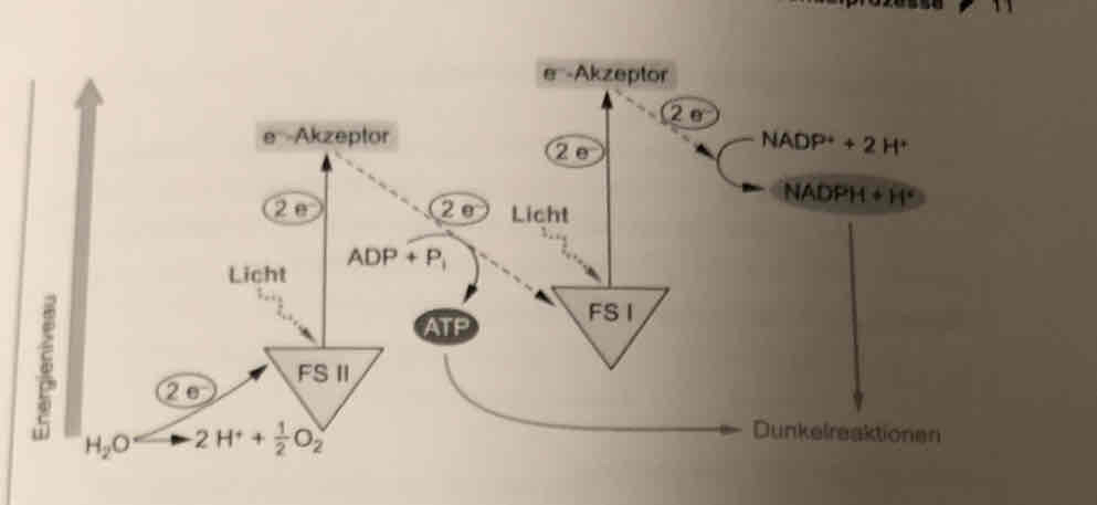 <p>Assimilation</p><p>energiearme anorganische 6C02 + 12 H20— Lichtenergie → energiereiche organische C6H1206 + 602 + 6H20</p><p>Lichtabhängige R - nicht zykl Phosphorelierubg</p><ul><li><p>Thylakoidmembran im Chloroplast</p></li></ul><ul><li><p>﻿﻿Licht wird durch Chlorophyll 2 in Fotosystemen(FS I 680nm und FS II700) in Lichtrektion ( Lichtsammelkomplex &amp; Reaktionszentrum) absorbiert.</p></li><li><p>﻿﻿e- der Chlorophyll-moleküle auf ein höheres Energieniveau &amp; über Redoxsysteme  in der Membran weitergegeben und zur Regeneration NADPH + H* genutzt, verstärkt protonengradient</p></li><li><p>ATP- Synthetase koppelt Photophosphorelierung an Protonengradient an</p></li><li><p>Die Elektronenlücke in</p><ul><li><p>fS1 durch FS2 Elektronen ausgeglichen.</p></li><li><p>FS Il durch Fotolyse duech Licht . H2O + Licht —&gt; O + 2 e + 2 H+</p></li></ul></li></ul><p>zykl Phosporelierung:e von LE1 über e Transportkette zurück</p>
