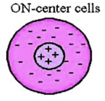 <p>a cell that increases firing in response to an increase in light intensity in its receptive-field centre - neuron fires more when light is shone directly in the centre, fires less when light is shone in peripheral (spatial opponency)</p><ul><li><p>+ regions = light increases action potentials (excitation)</p></li><li><p>- regions = light decreases action potentials (inhibition)</p></li><li><p>centre size determined by photoreceptor connections through bipolar cells</p></li><li><p>surround size determined by photoreceptor connections through horizontal cells</p></li></ul><p></p>