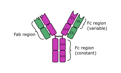<p>neutralization antibody reaction</p>