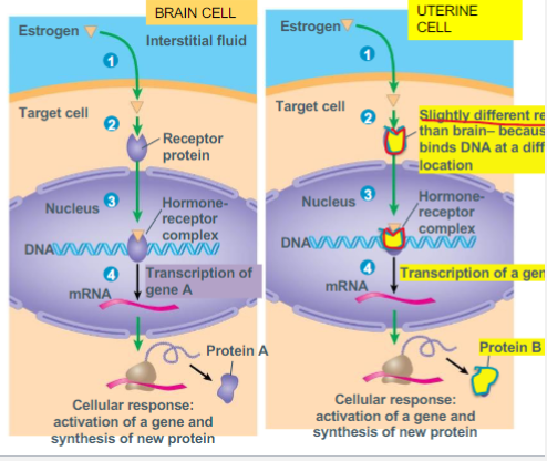 <p>a single hormone can affect two target cell types differently, Only cells with receptors for a specific hormone can respond to that hormone’s signal.</p>