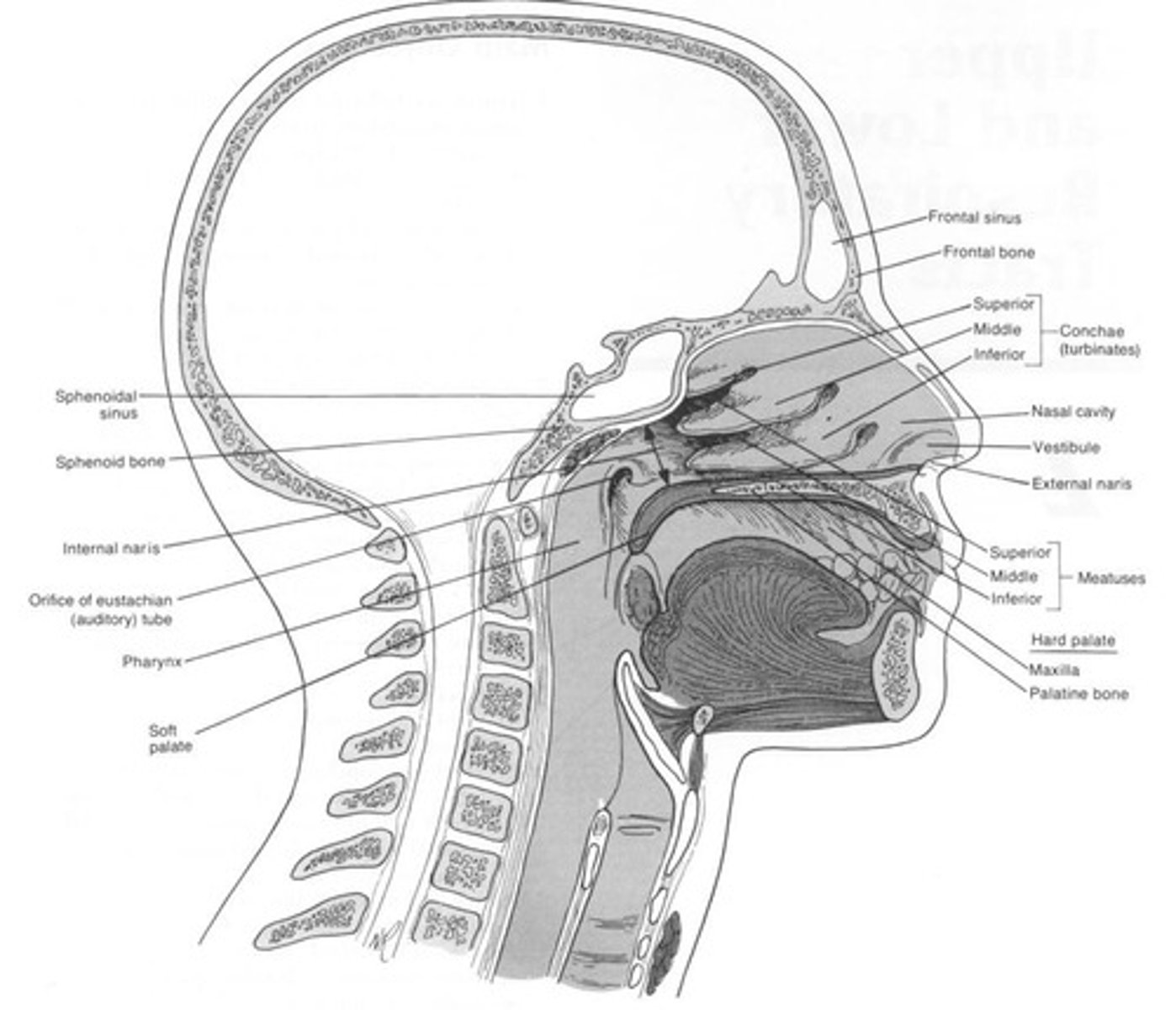 <p>Nose, Oral Cavity, and Pharynx.</p>