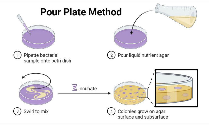 <ol><li><p>Pipette 1 mL (1000 uL) sample into plate</p></li><li><p>Pour molten / liquefied agar</p></li><li><p>Swirl to mix (do figure-8 pattern)</p></li><li><p>Incubate</p></li><li><p>Colonies grow on surface and subsurface</p></li></ol><p></p>