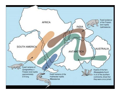 <p><strong>evidence: fossils</strong></p>