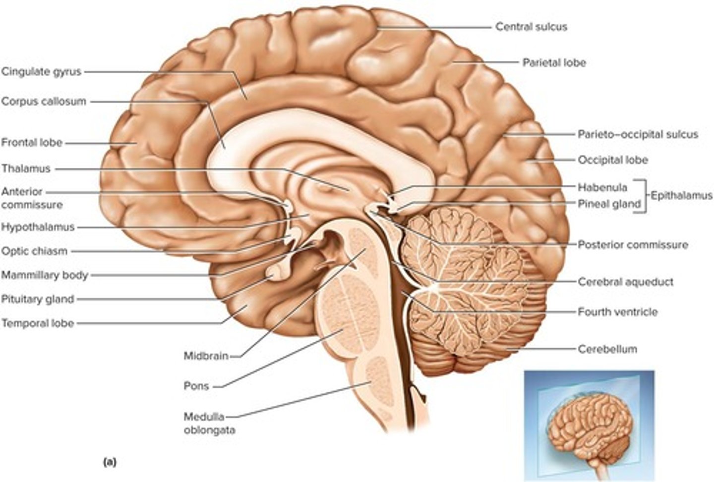 <p>Gyri are ridges and sulci are grooves that increase the surface area of the cortex for more information-processing capability.</p>