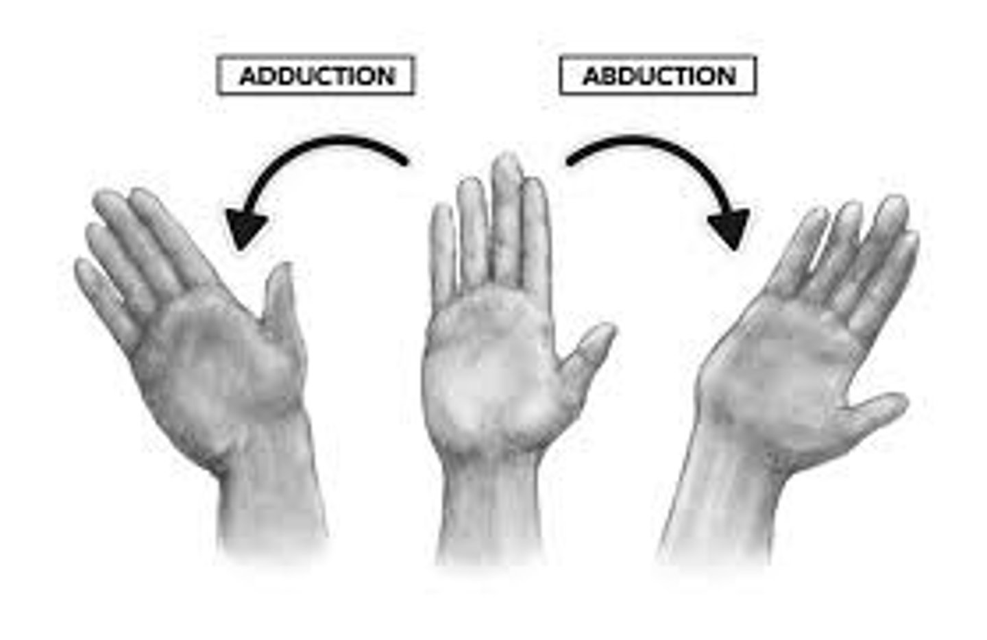 <p>Abduction &amp; Adduction</p>