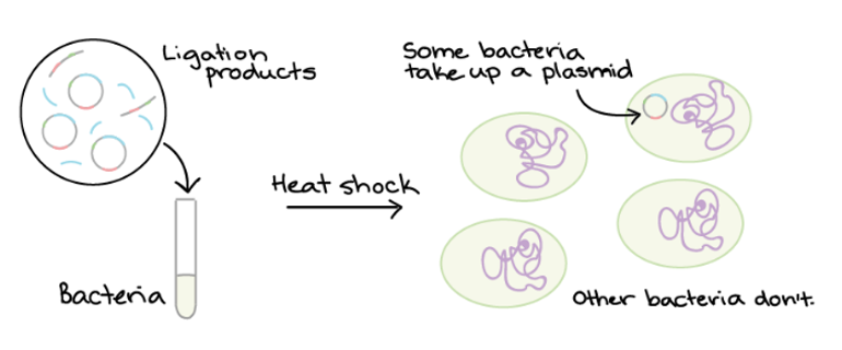 <p><span><strong>Transformation</strong></span></p><p><span>Plasmids can be introduced into bacteria, such as E. coli in labs, in a process called <strong>transformation</strong>.</span></p><p class="MsoListParagraphCxSpLast"><span>Specially prepared bacterial cells are given a shock (such as high temperature) that encourages them to take up the plasmid with the foreign DNA.</span></p>