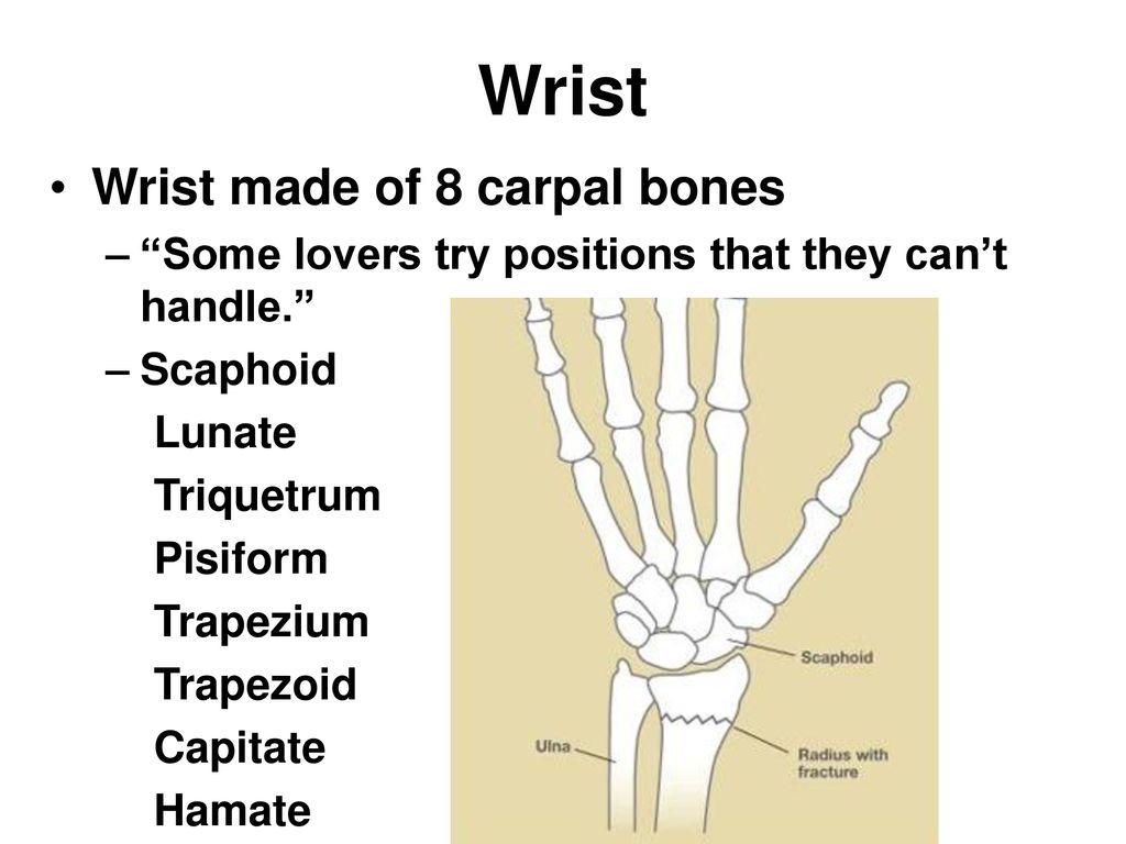 <p>Some Lovers try positions that they cant handle</p><p>Scaphoid -necrosis if injured, needs surgery</p><p>Lunate - most moveable</p><p>Triquetrum - triangle shaped, connects w/ulna in ulnar deviation</p><p>Pisiform - embedded within flexor carpi ulnaris</p><p>Trapezium</p><p>Trapezoid - small solid</p><p>Capitate - all axis of motion</p><p>Hamate - hook for structures to pass to pinky</p>