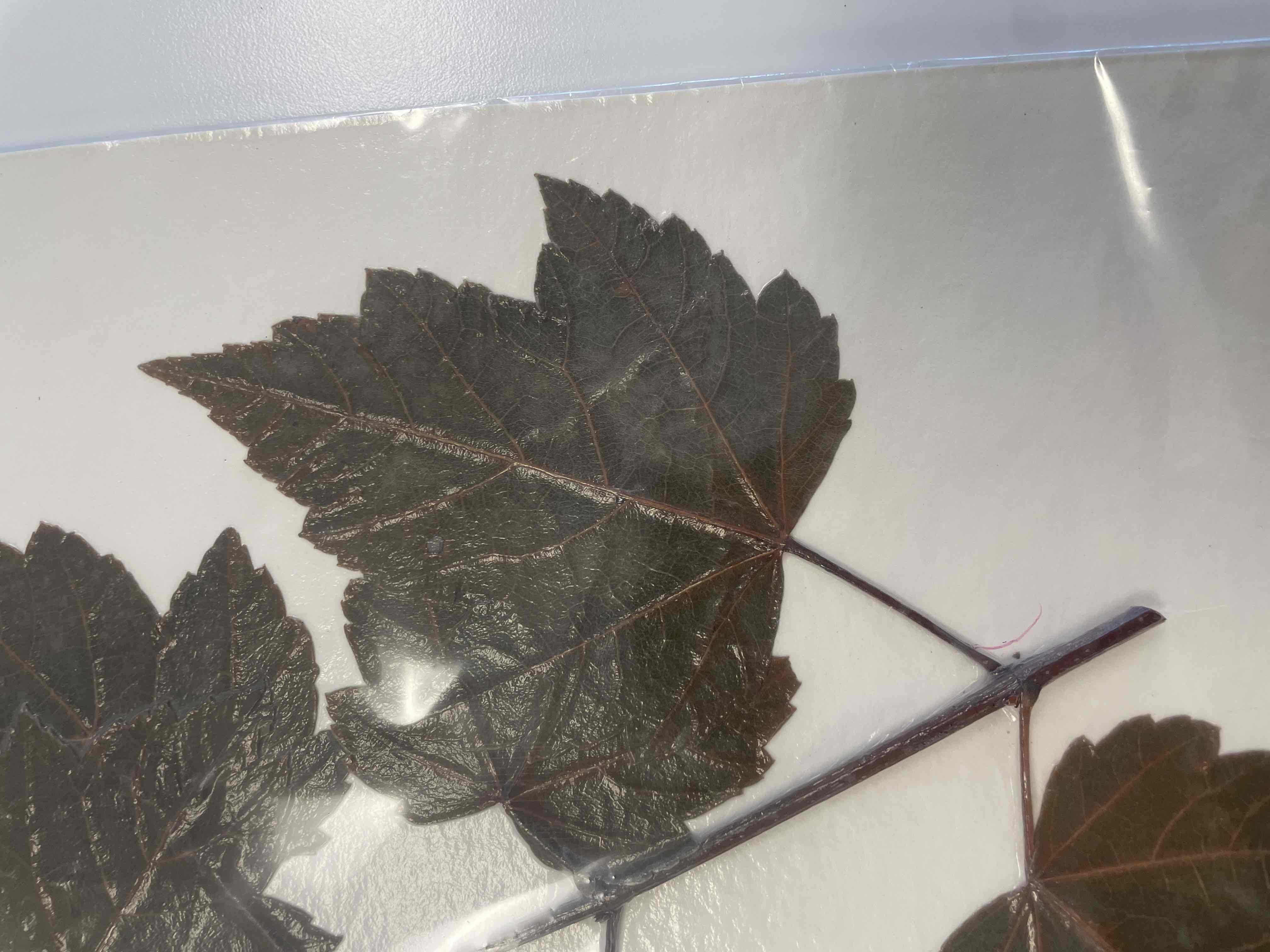 <p>Acer rubrum (Sapindaceae)</p>