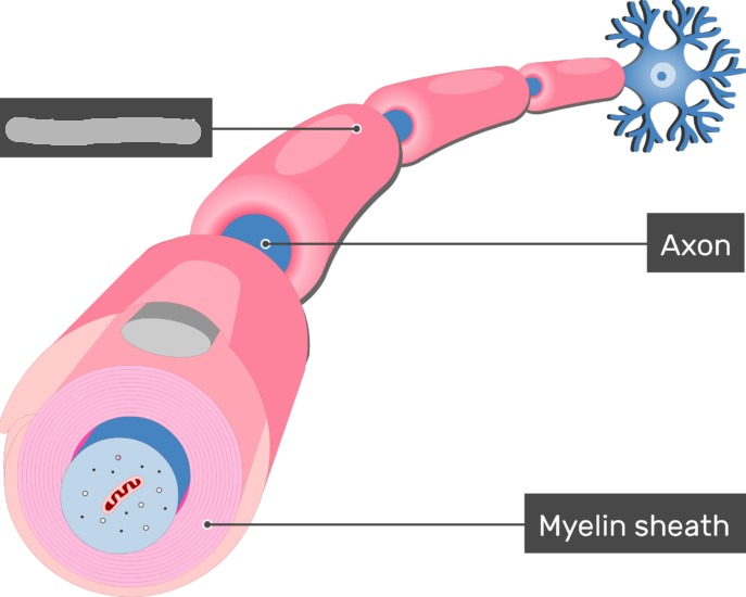 <p>which glial cell is this?</p>