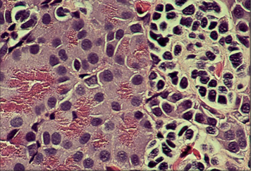<p>Identify the structure:</p><p>Specie:</p><p>Stain used:</p>